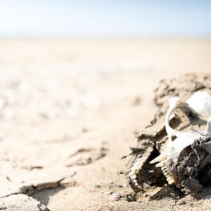 Skeleton Beach Backpackers